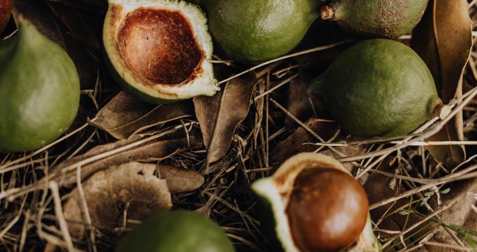 Close up of macadamia nuts