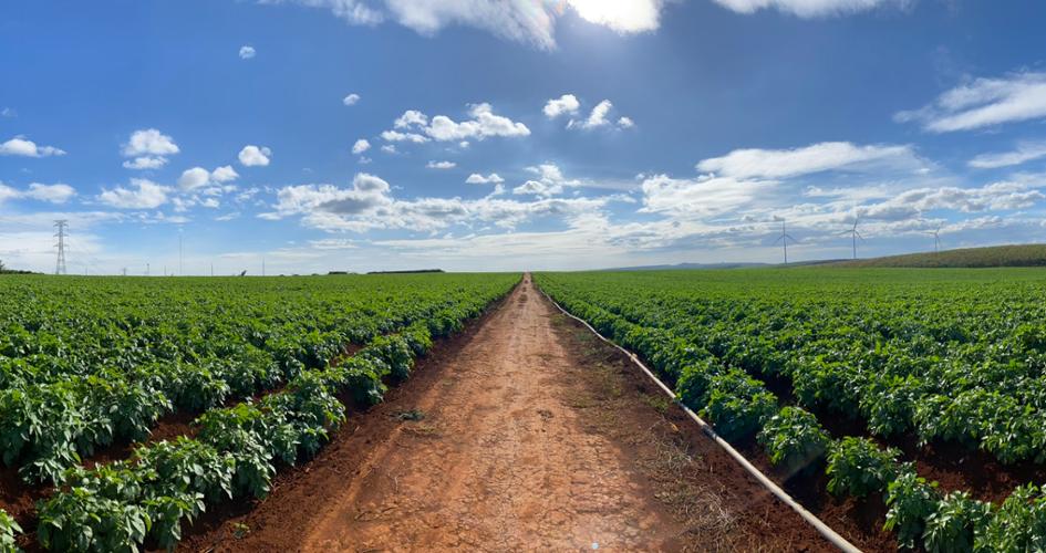 Potato field